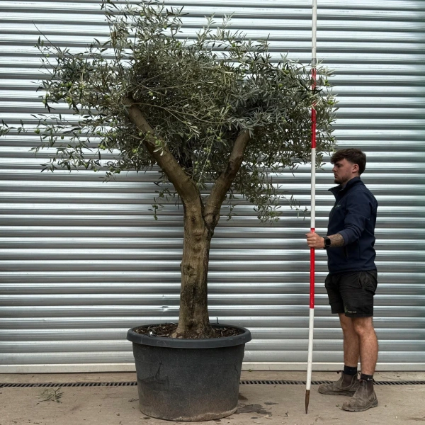 Olive Trees | Branched Olive Trees | 22459