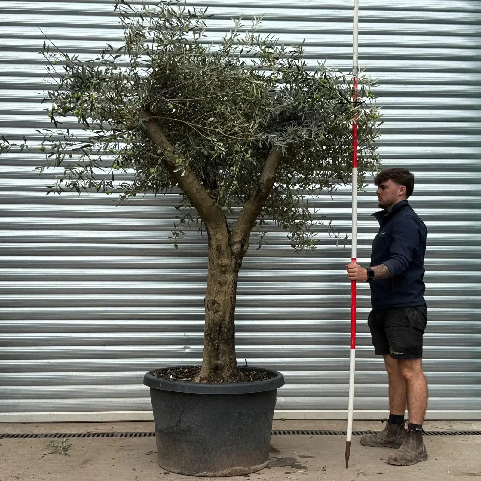 Olive Trees | Branched Olive Trees | 22459