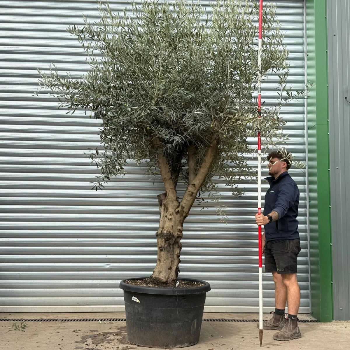 Olive Trees | Branched Olive Trees | 22460