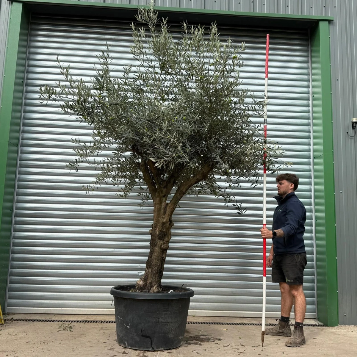 Olive Trees | Branched Olive Trees | 22461