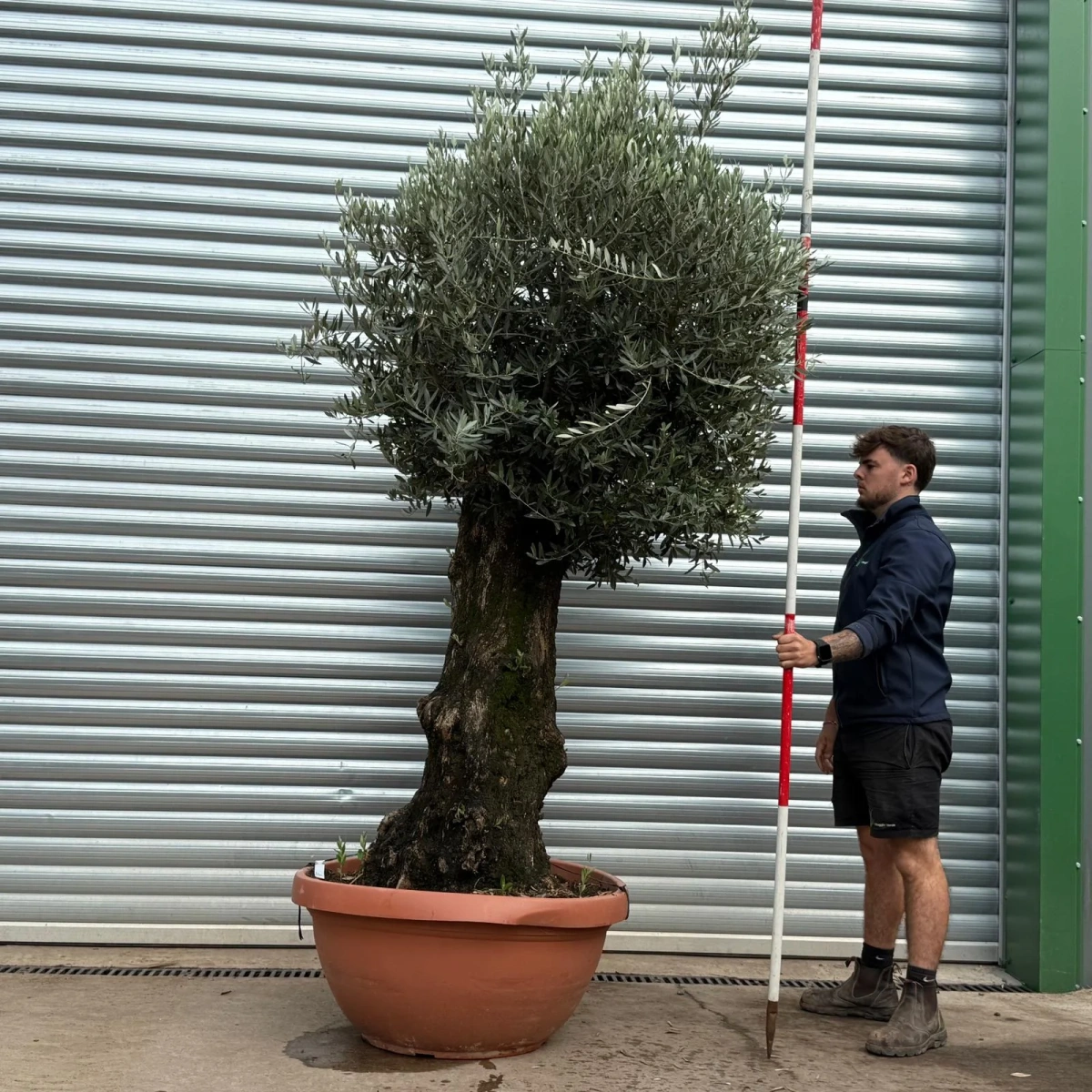 Olive Trees | Old Olive Trees | 22462