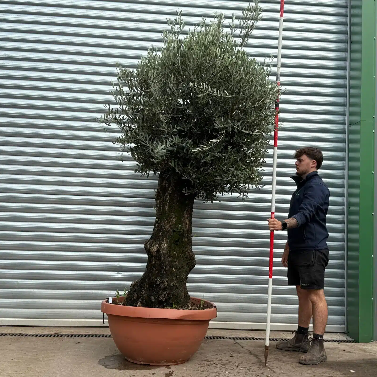 Olive Trees | Old Olive Trees | 22462 1 Olive Trees | Old Olive Trees | 22462