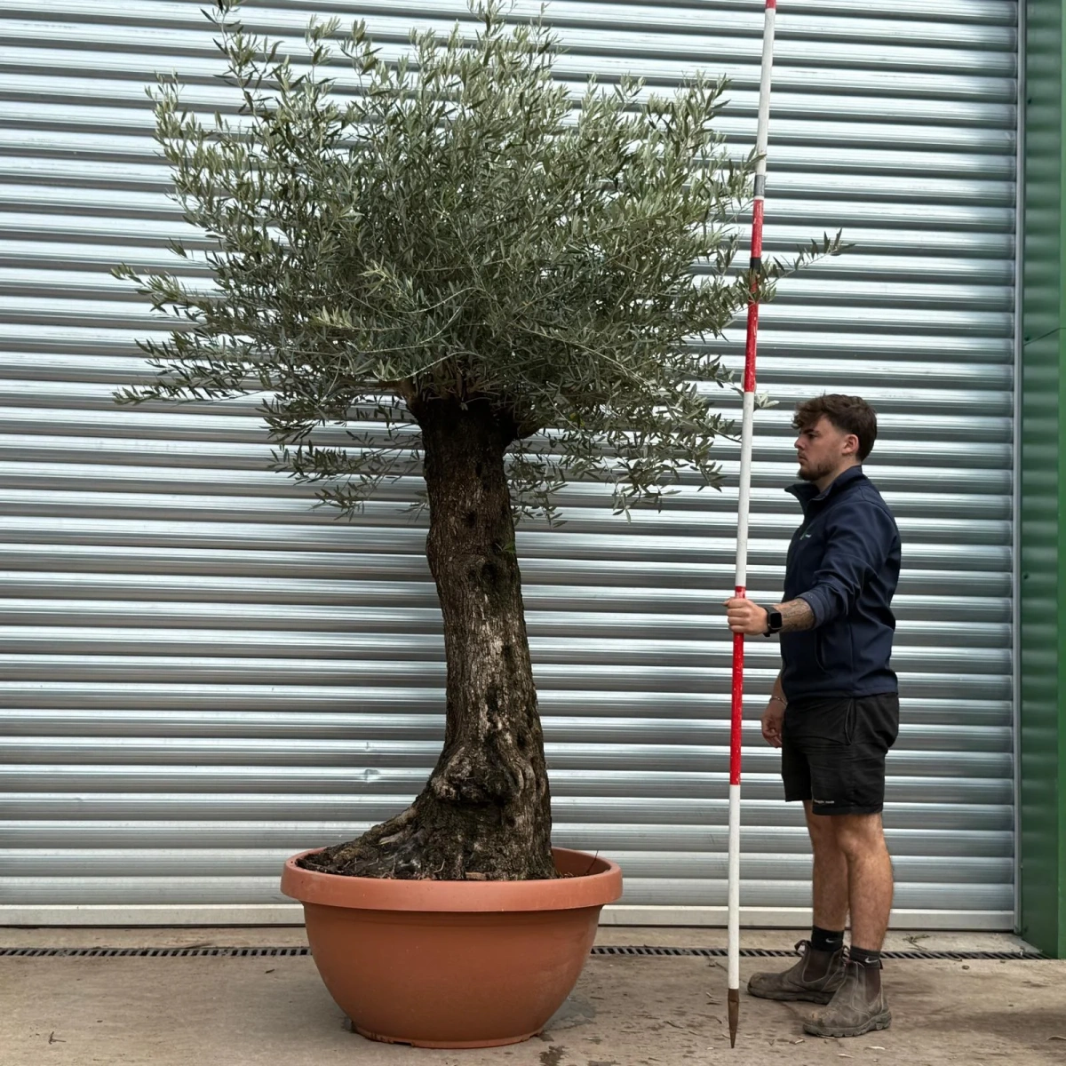 Olive Trees | Old Olive Trees | 22463