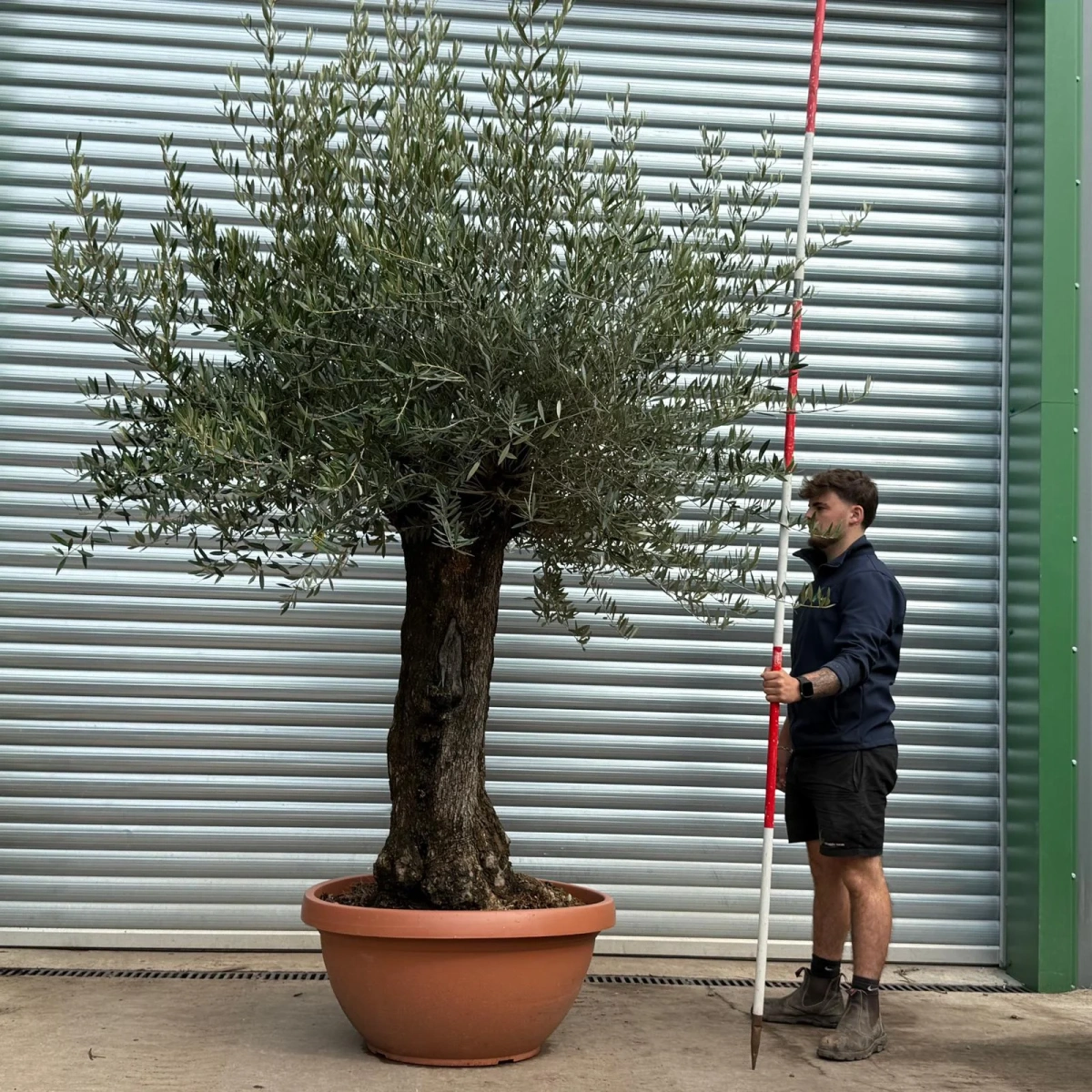 Olive Trees | Old Olive Trees | 22464