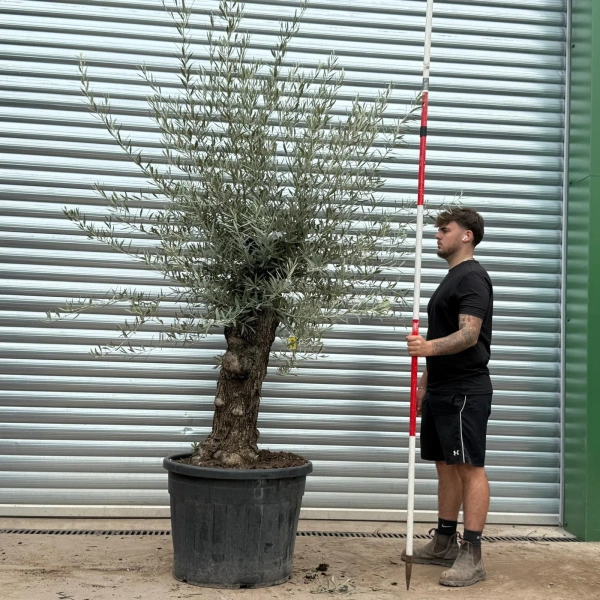 Olive Trees | Gnarly Olive Trees | 22466