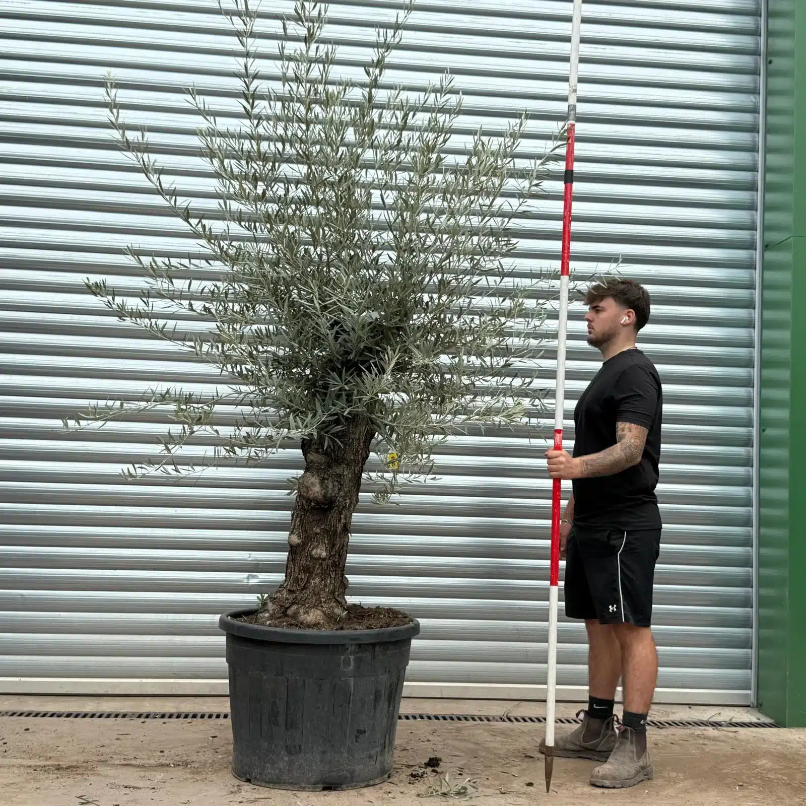 Olive Trees | Gnarly Olive Trees | 22466