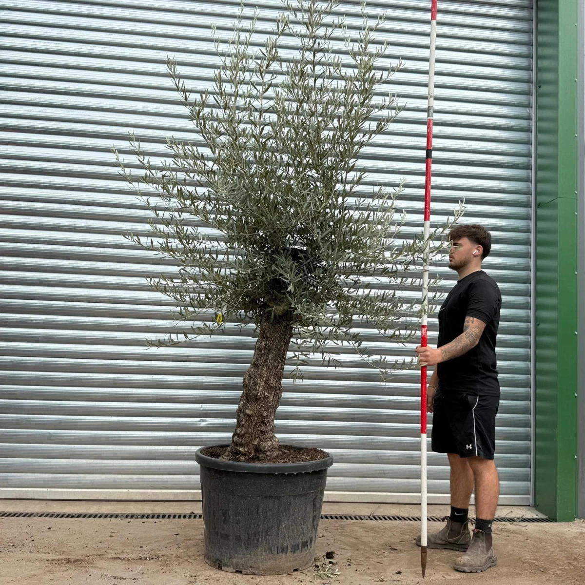 Olive Trees | Gnarly Olive Trees | 22467