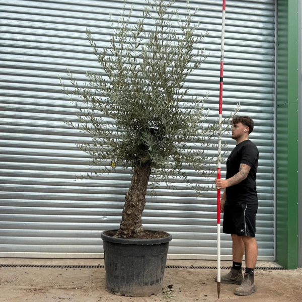Olive Trees | Gnarly Olive Trees | 22467