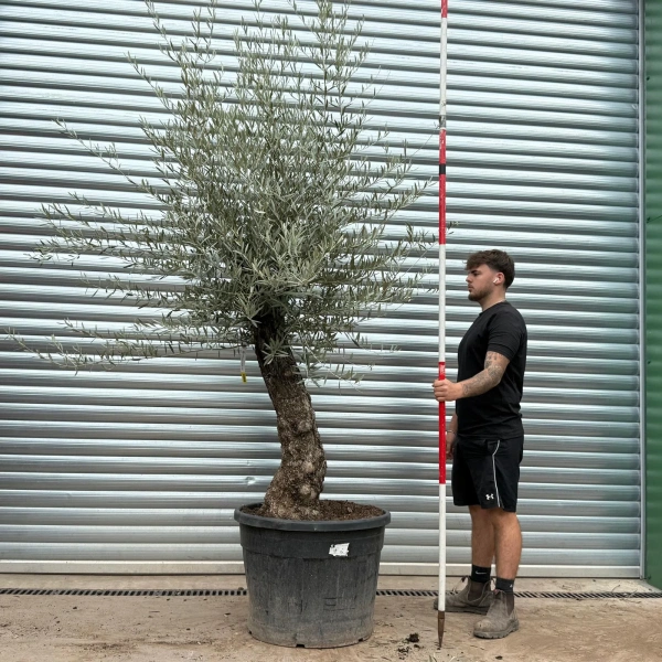 Olive Trees | Old Olive Trees | 22468