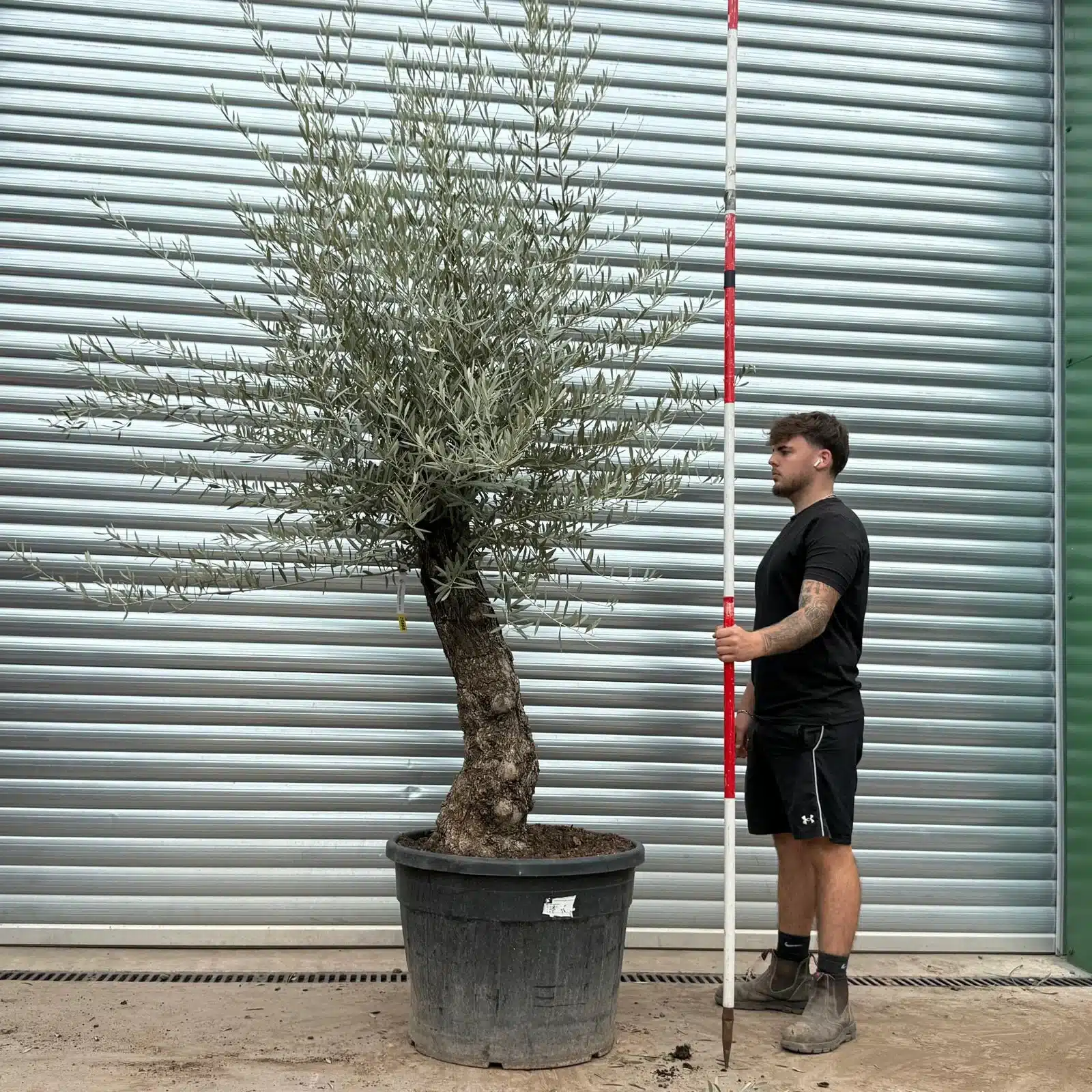 Olive Trees | Old Olive Trees | 22468 1 Olive Trees | Old Olive Trees | 22468