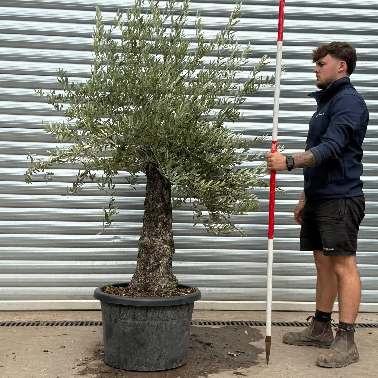 Olive Trees | Old Olive Trees | 22470