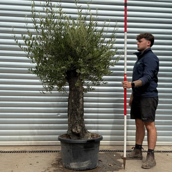Olive Trees | Old Olive Trees | 22471
