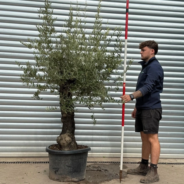 Olive Trees | Old Olive Trees | 22473