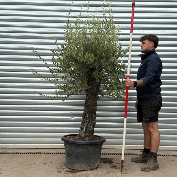 Olive Trees | Old Olive Trees | 22474