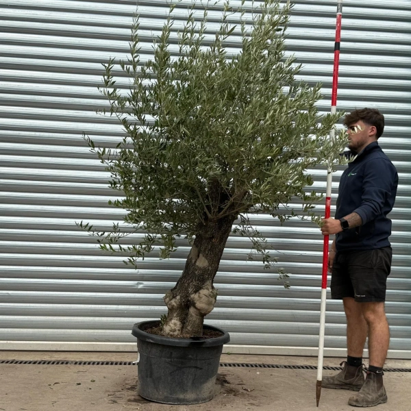 Olive Trees | Old Olive Trees | 22475