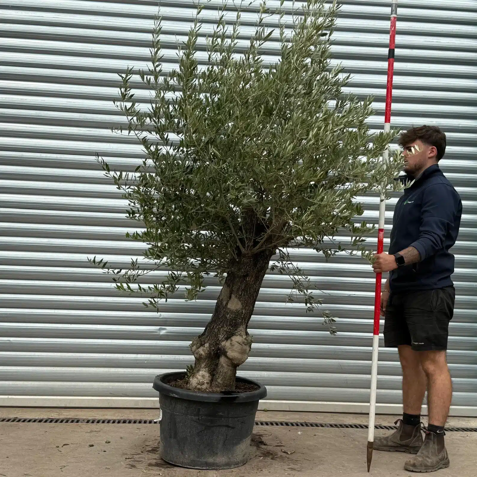 Olive Trees | Old Olive Trees | 22475 1 Olive Trees | Old Olive Trees | 22475