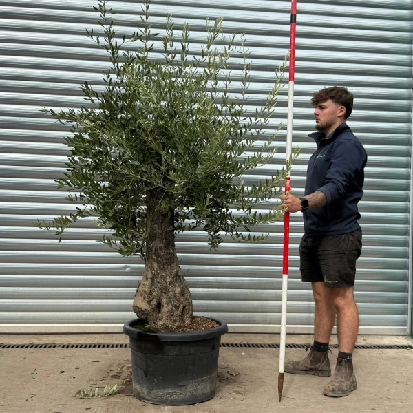 Olive Trees | Old Olive Trees | 22476
