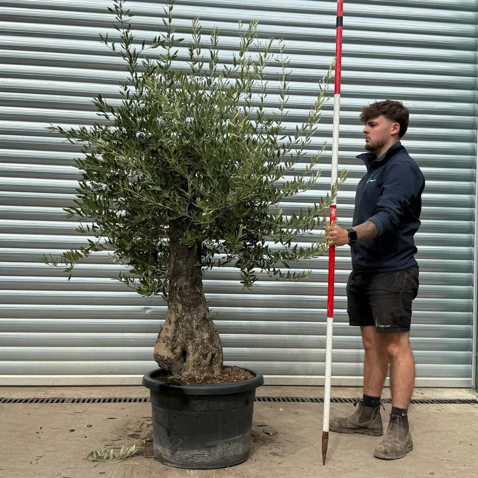 Olive Trees | Old Olive Trees | 22476 1 Olive Trees | Old Olive Trees | 22476