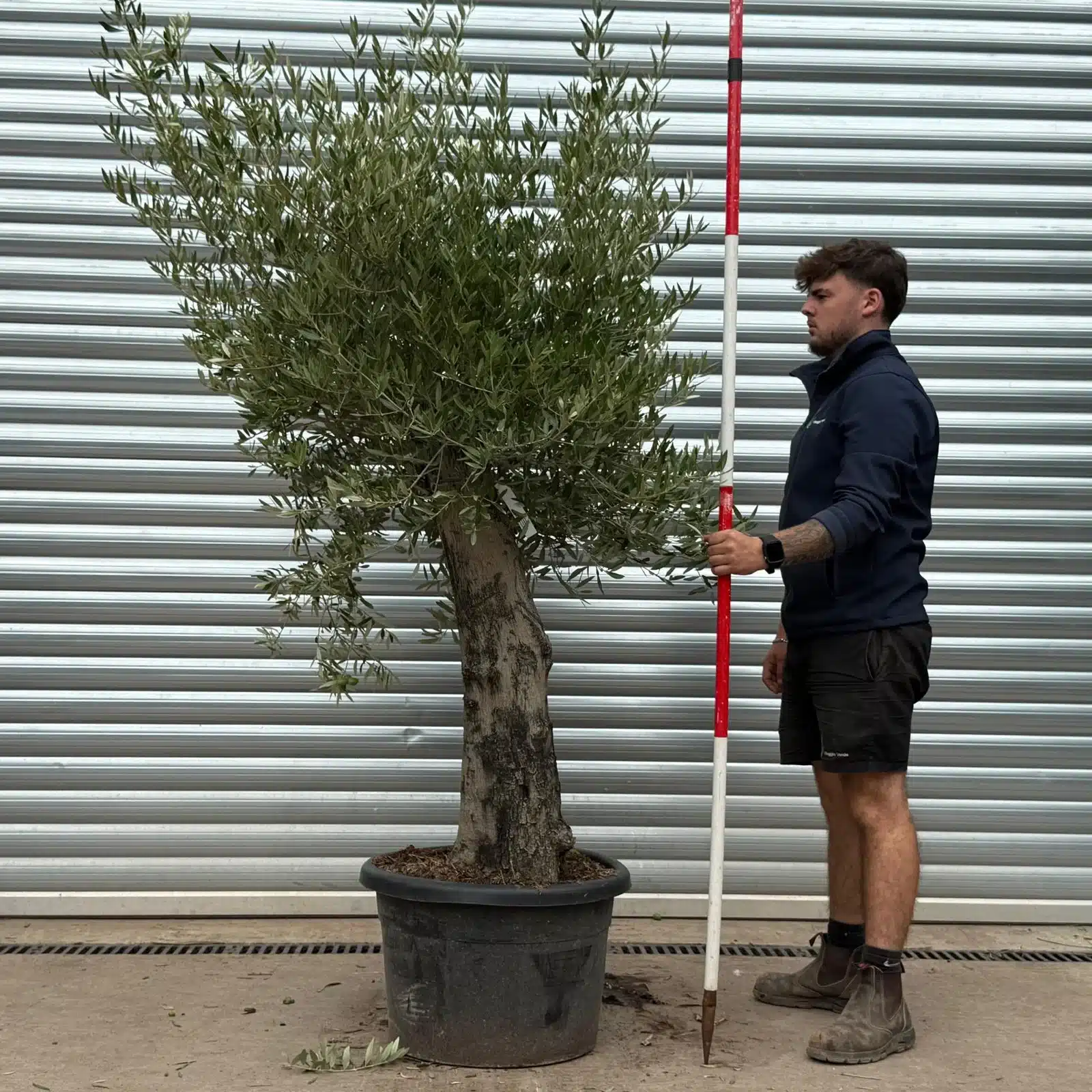 Olive Trees | Old Olive Trees | 22477 1 Olive Trees | Old Olive Trees | 22477
