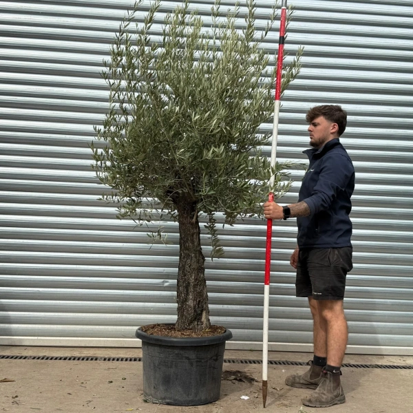 Olive Trees | Old Olive Trees | 22478