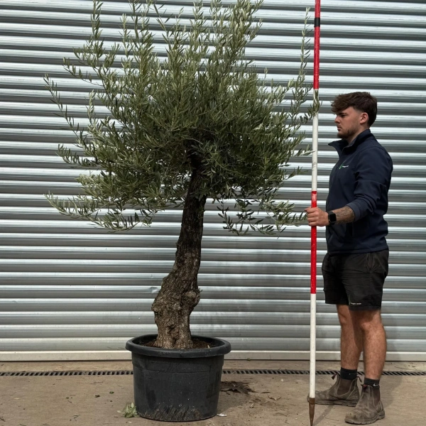 Olive Trees | Old Olive Trees | 22479