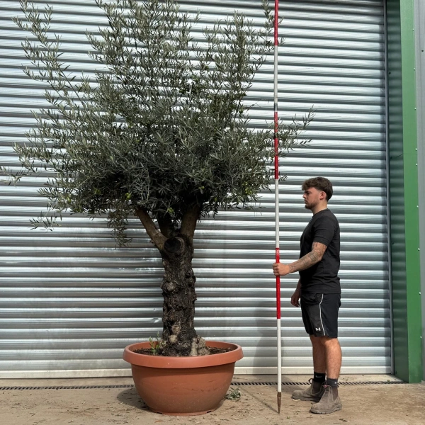 Olive Trees | Branched Olive Trees | 22498