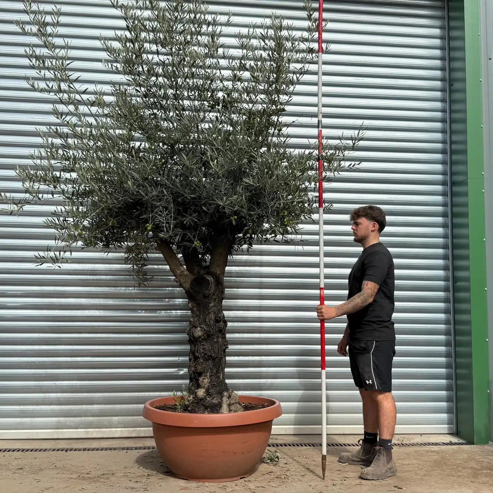 Olive Trees | Branched Olive Trees | 22498