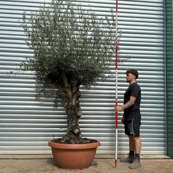 Olive Trees | Branched Olive Trees | 22499