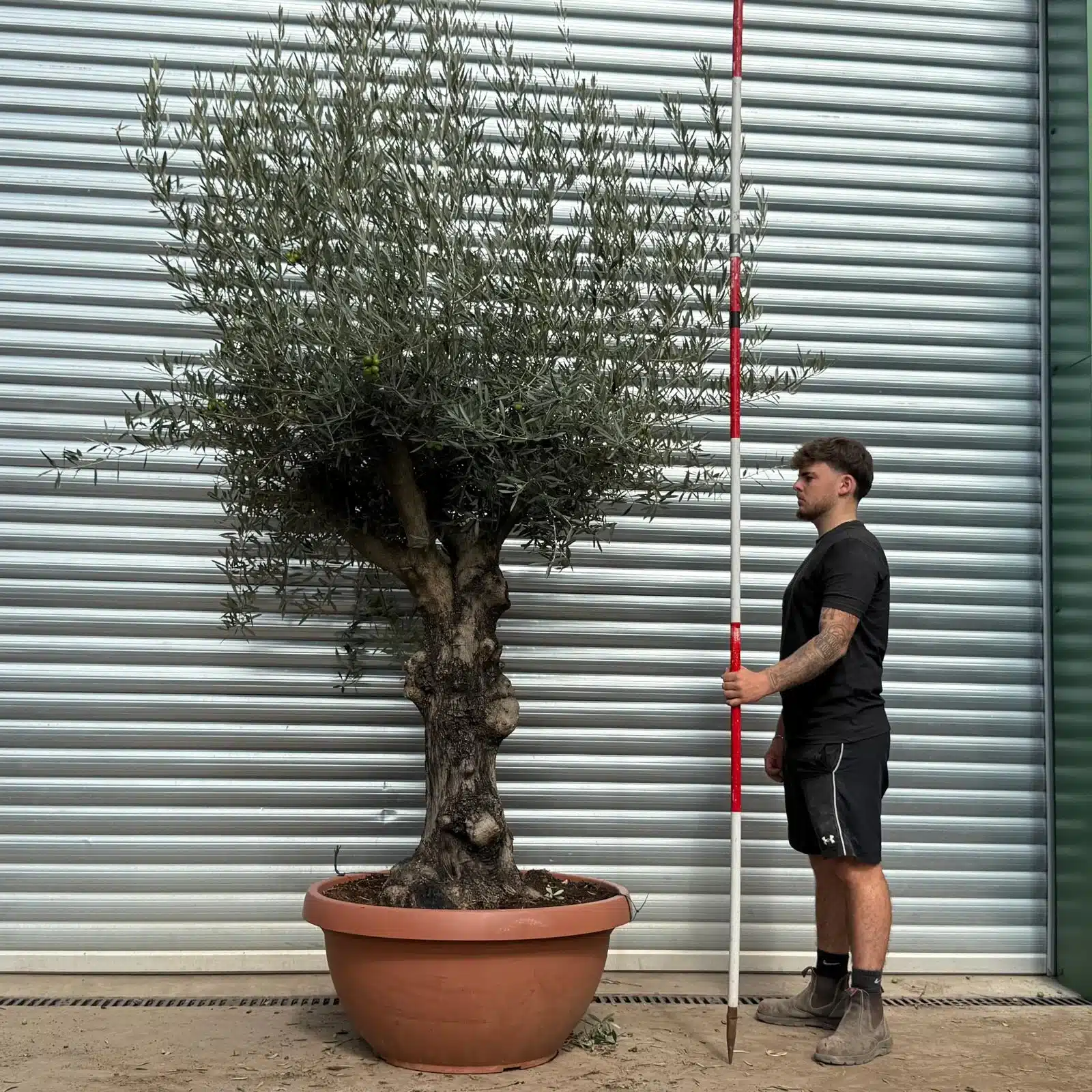 Olive Trees | Branched Olive Trees | 22499