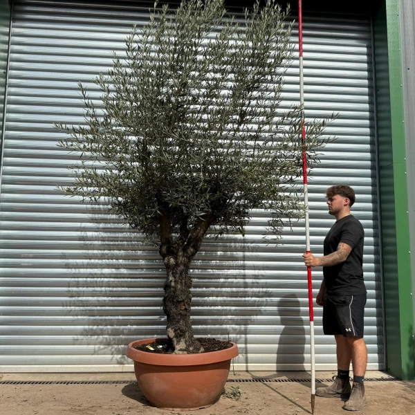 Olive Trees | Branched Olive Trees | 22500