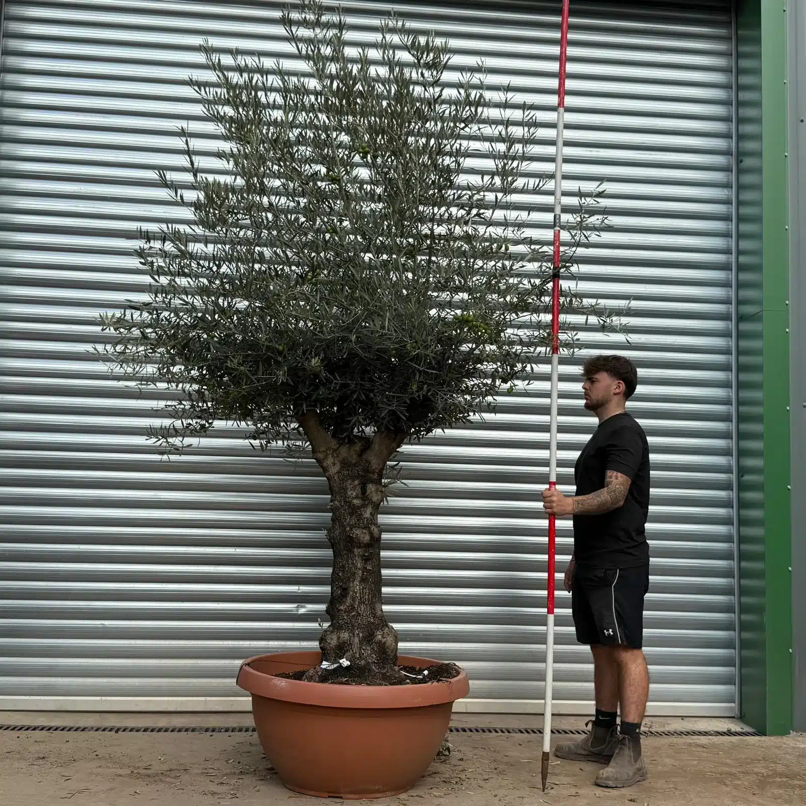 Olive Trees | Branched Olive Trees | 22501