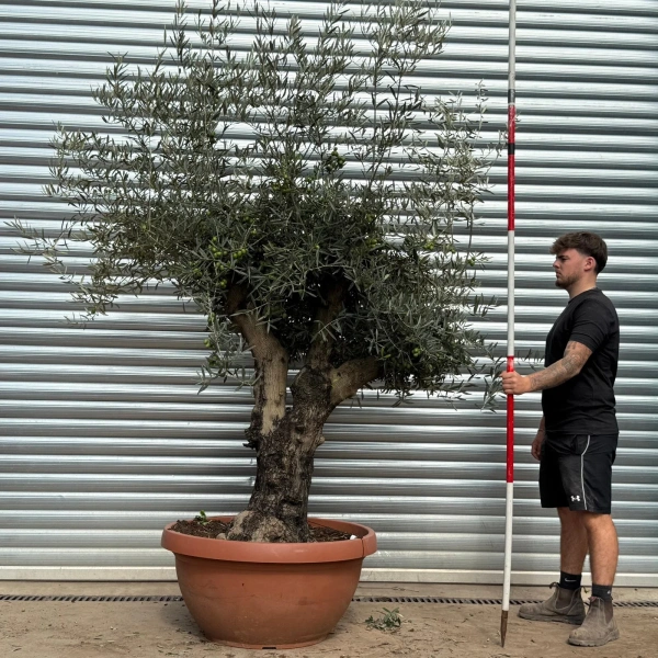 Olive Trees | Branched Olive Trees | 22502
