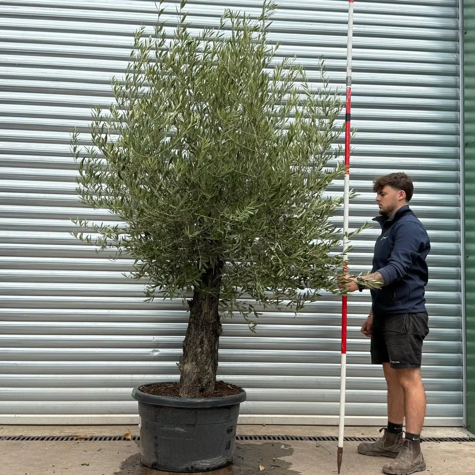 Olive Trees | Old Olive Trees | 22565 1 Olive Trees | Old Olive Trees | 22565