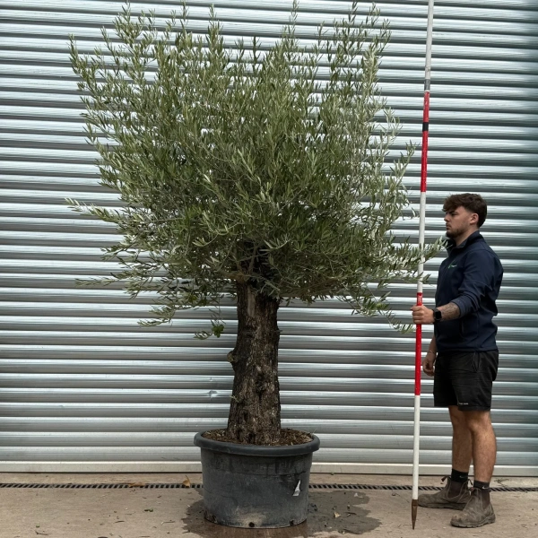 Olive Trees | Old Olive Trees | 22566