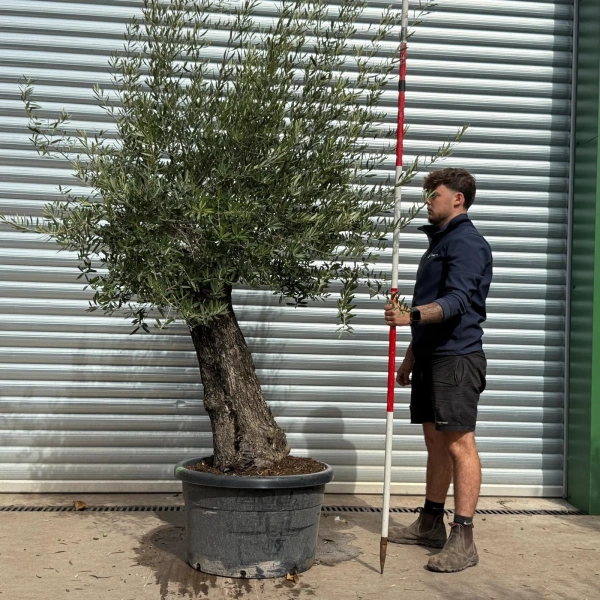 Olive Trees | Old Olive Trees | 22567