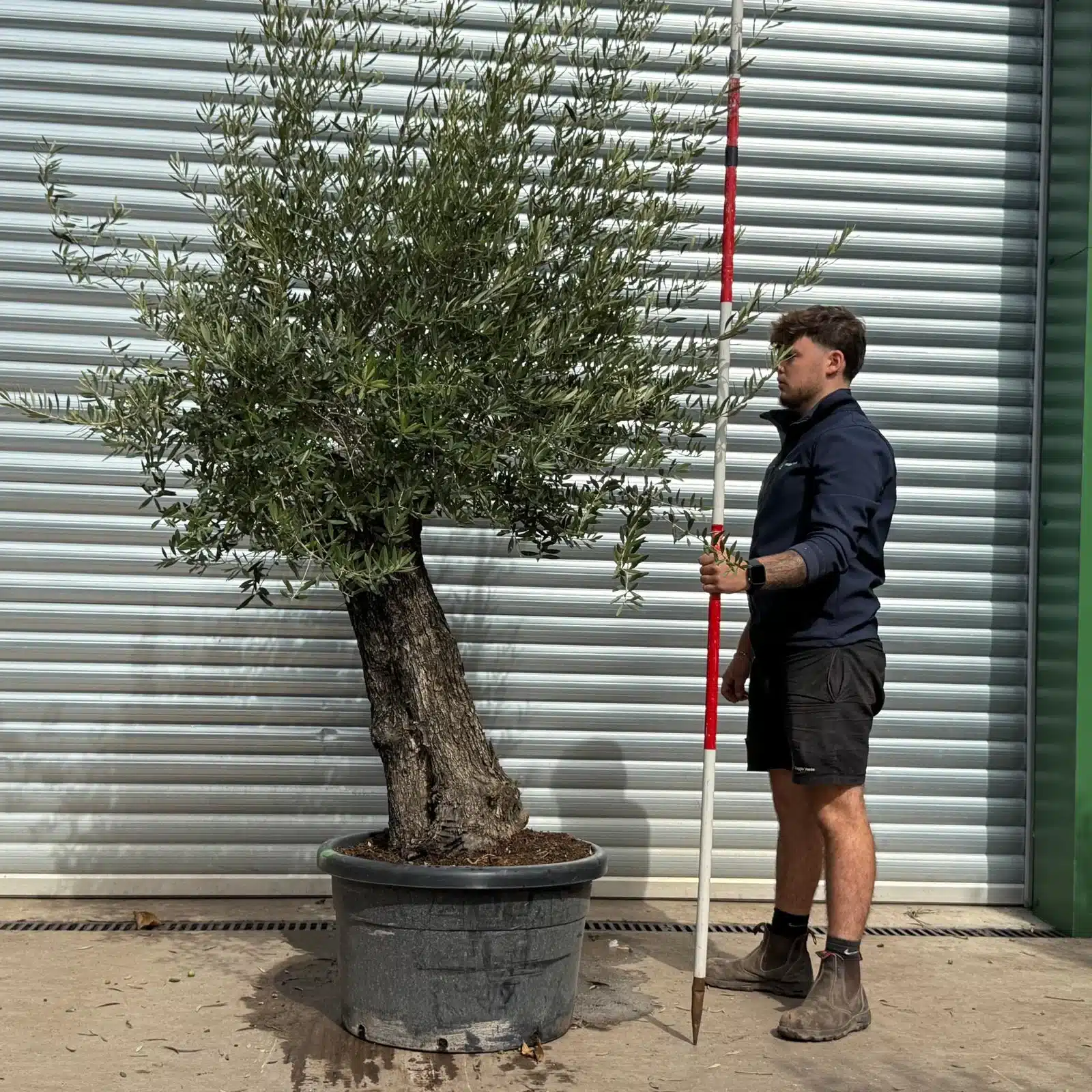 Olive Trees | Old Olive Trees | 22567 1 Olive Trees | Old Olive Trees | 22567