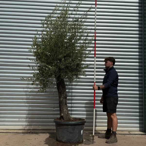 Olive Trees | Old Olive Trees | 22568