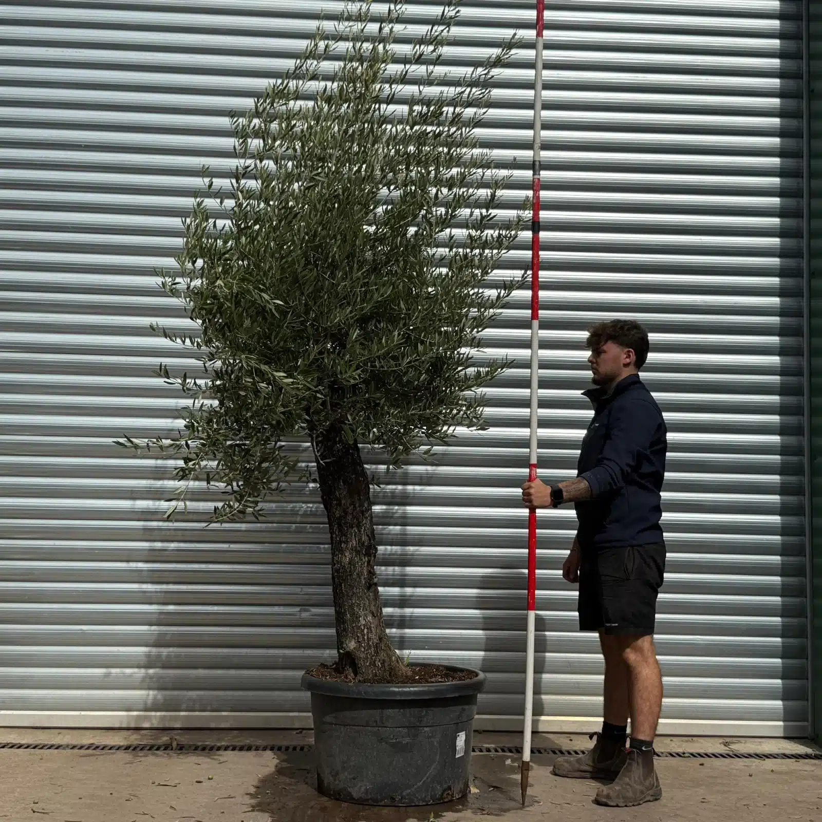 Olive Trees | Old Olive Trees | 22568 1 Olive Trees | Old Olive Trees | 22568