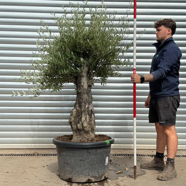 Olive Trees | Old Olive Trees | 22569