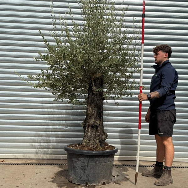 Olive Trees | Old Olive Trees | 22571