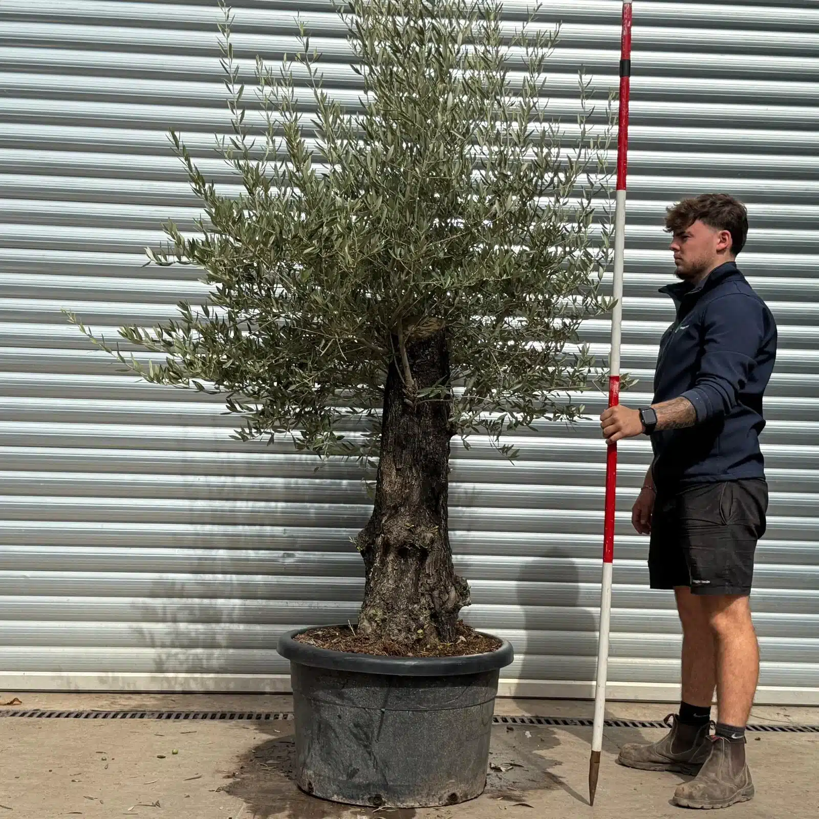 Olive Trees | Old Olive Trees | 22571 1 Olive Trees | Old Olive Trees | 22571