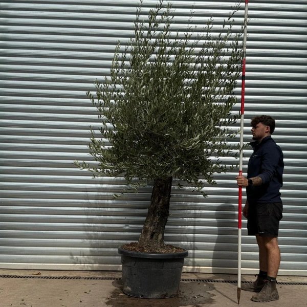 Olive Trees | Old Olive Trees | 22572