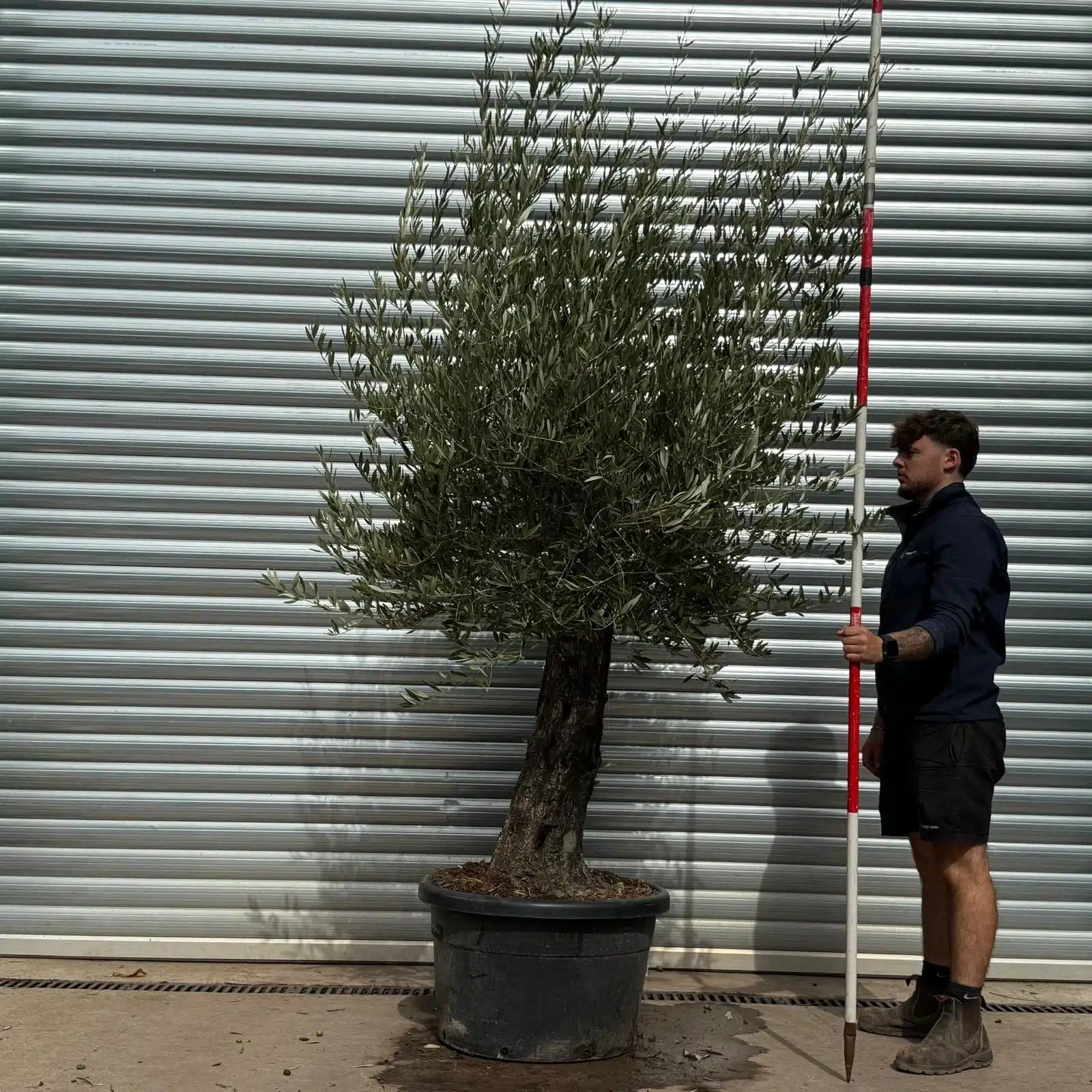 Olive Trees | Old Olive Trees | 22572 1 Olive Trees | Old Olive Trees | 22572