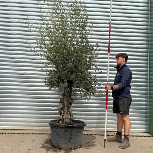 Olive Trees | Old Olive Trees | 22573