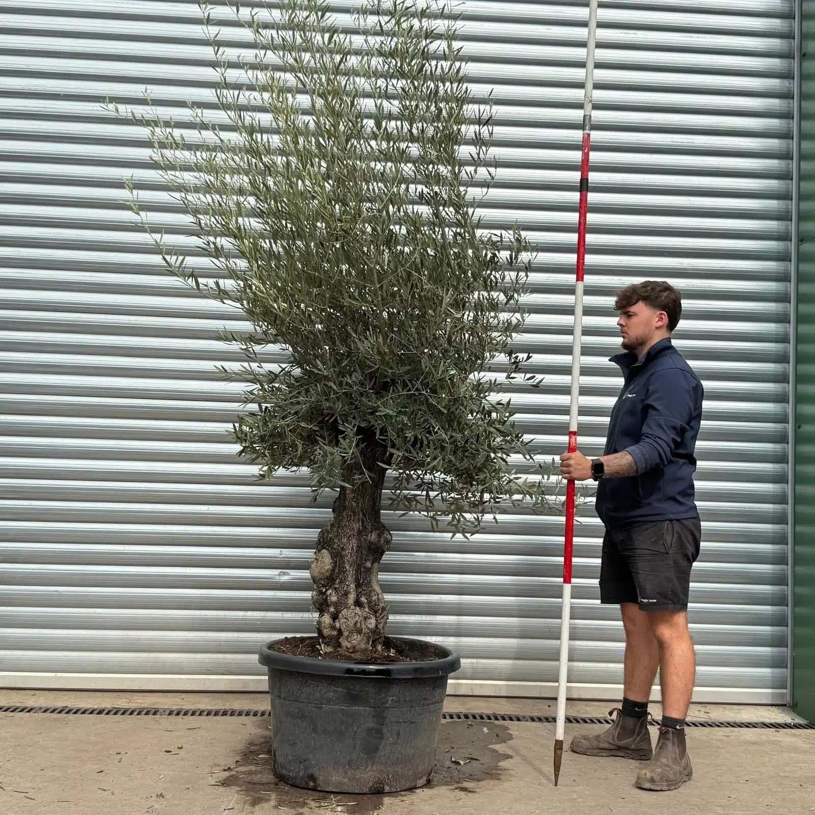 Olive Trees | Old Olive Trees | 22573 1 Olive Trees | Old Olive Trees | 22573