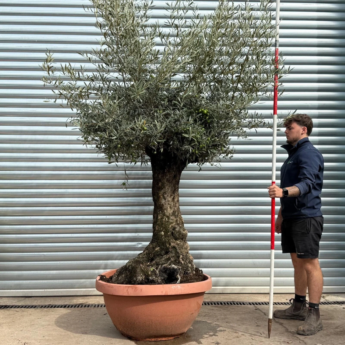Homepage 1 Olive Trees | Old Olive Trees | 22574