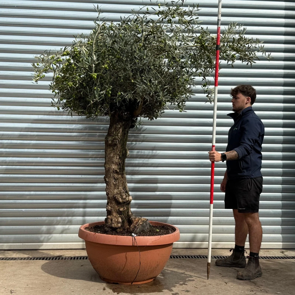 Homepage 2 Olive Trees | Old Olive Trees | 22575
