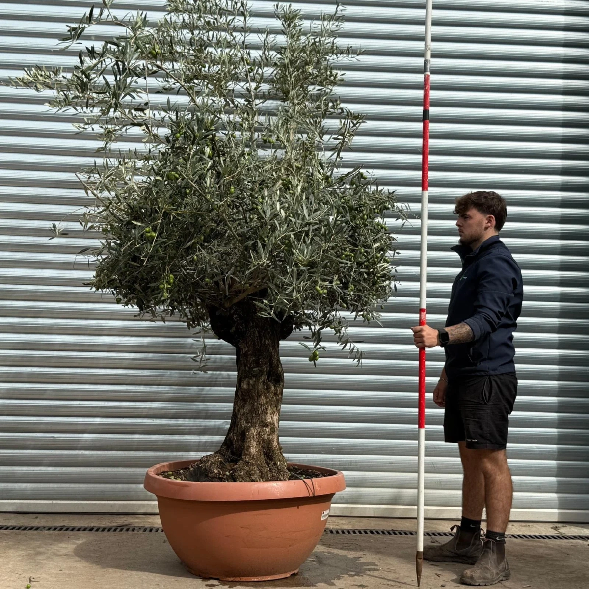 Homepage 3 Olive Trees | Old Olive Trees | 22576