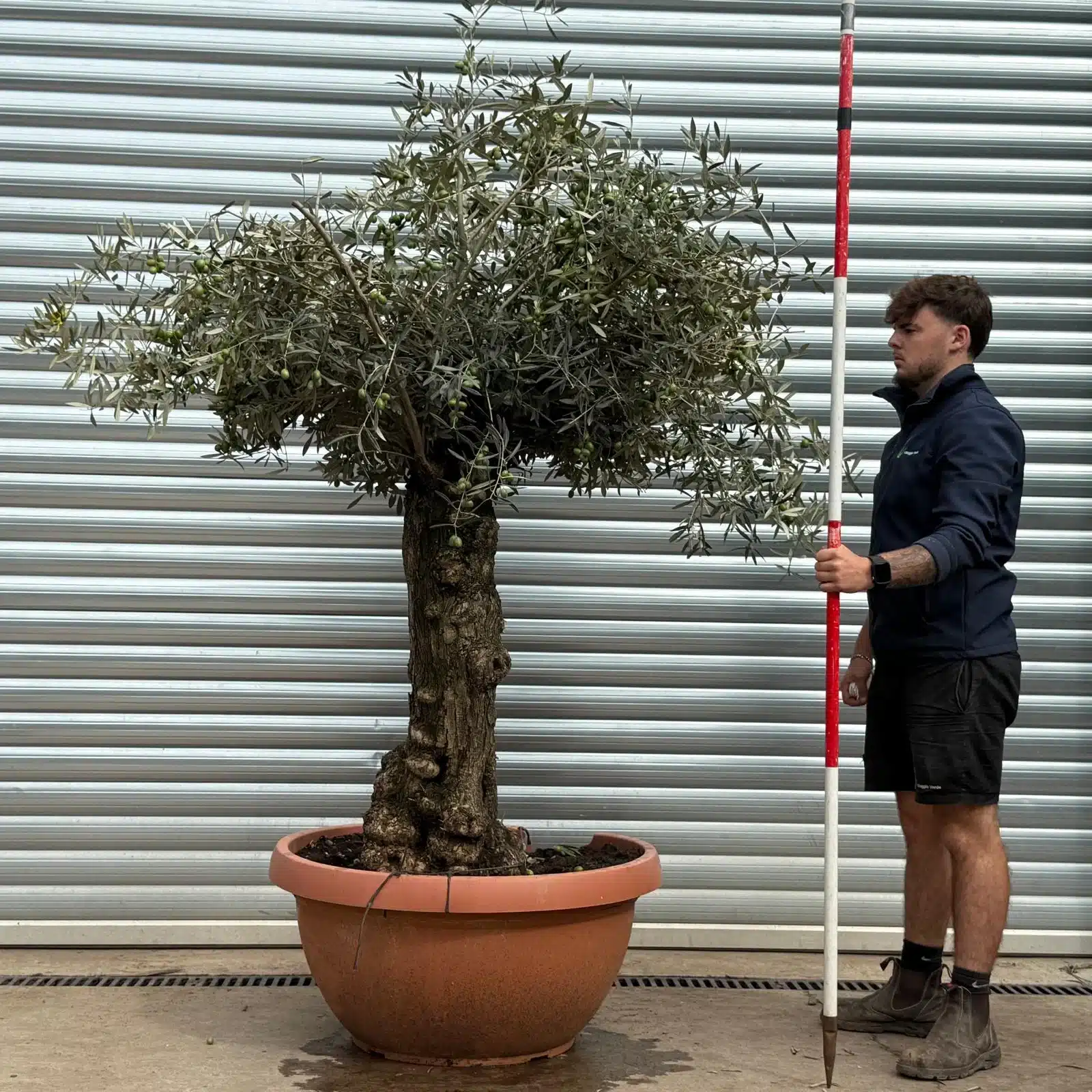 Olive Trees | Old Olive Trees | 22577 1 Olive Trees | Old Olive Trees | 22577