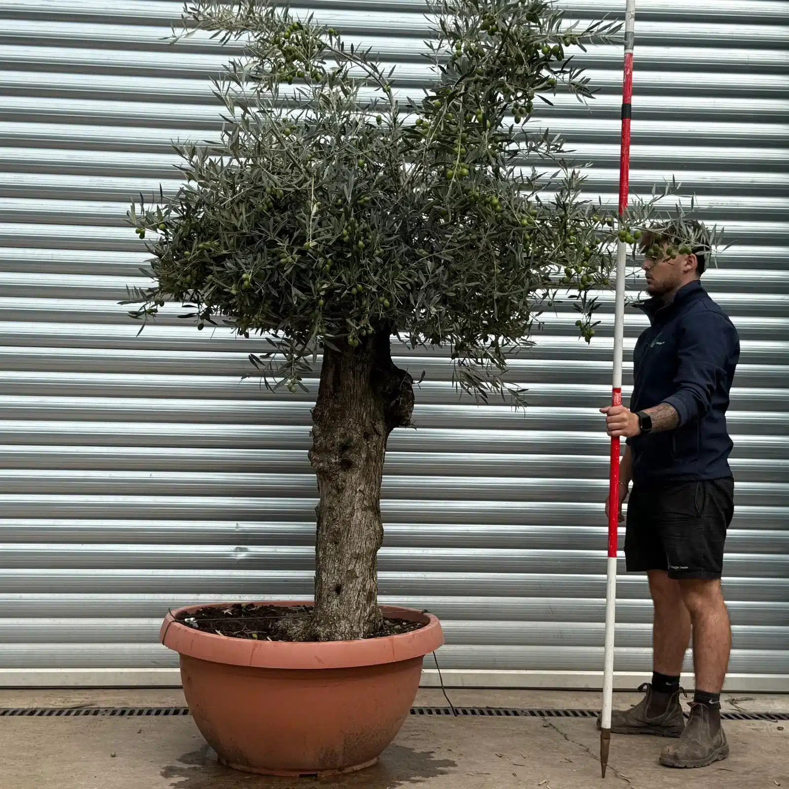 Olive Trees | Old Olive Trees | 22578 1 Olive Trees | Old Olive Trees | 22578